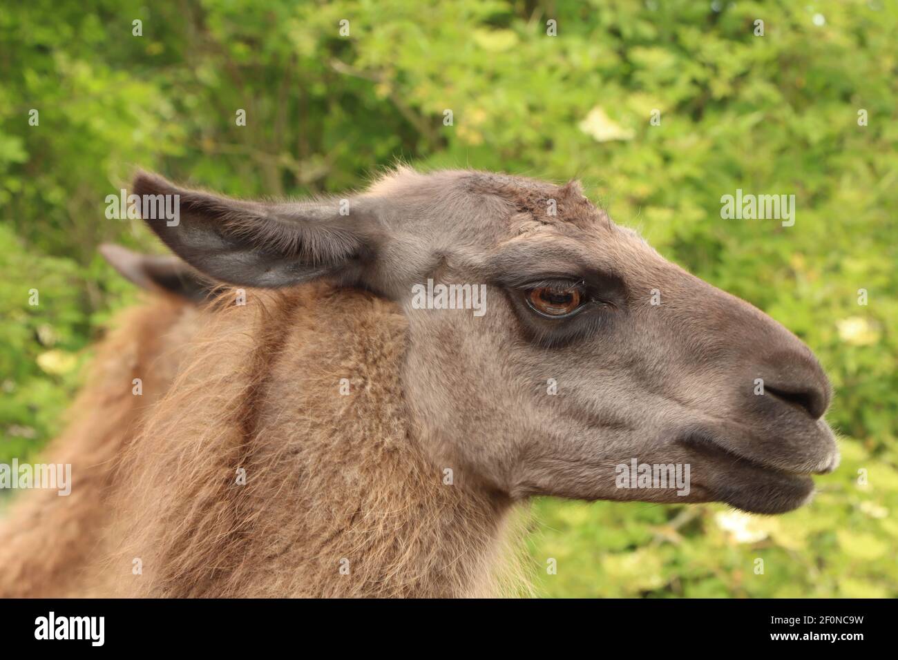 Angry Alpaca