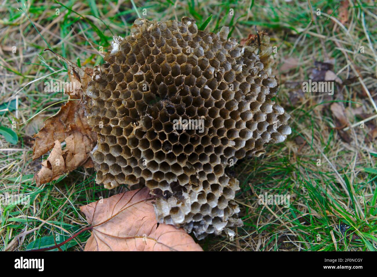 piece of bee hive fallen to the ground, empty cells Stock Photo