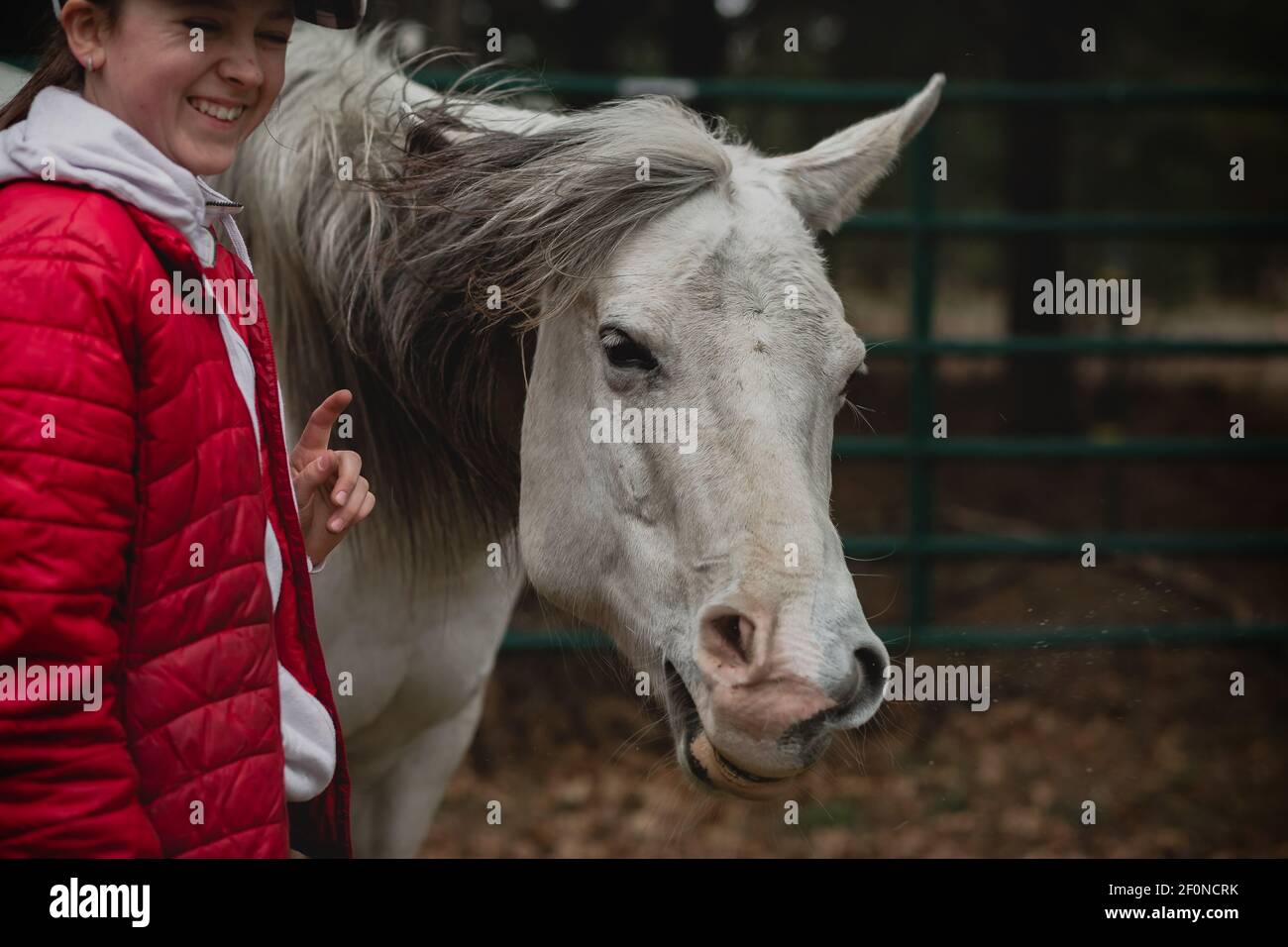 Teen girl laughing at her white horse sneezing Stock Photo