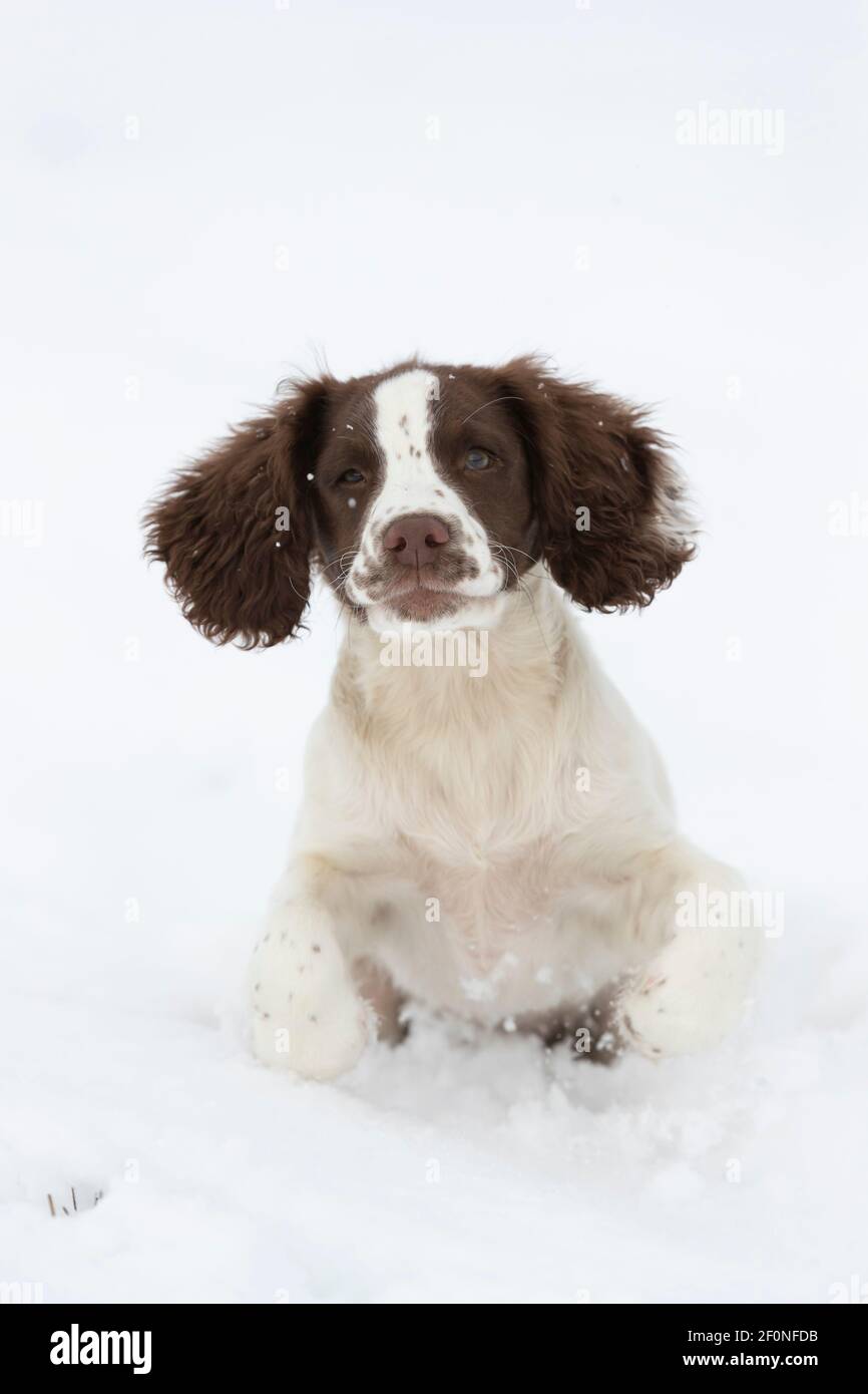 Spaniel puppy pouncing Stock Photo