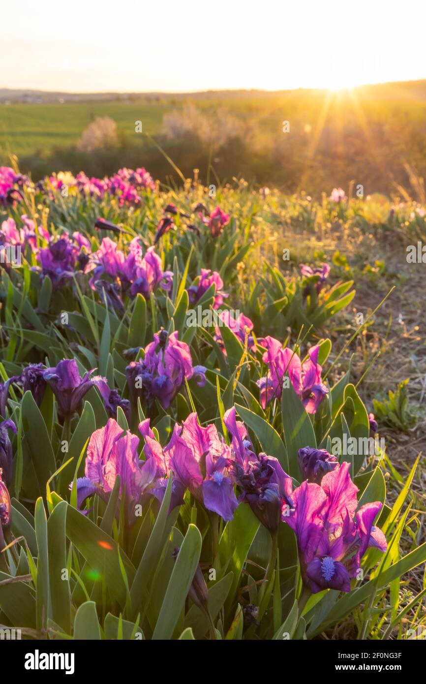 Dwarf iris in Pusty kopec u Konic near Znojmo, Southern Moravia, Czech Republic Stock Photo
