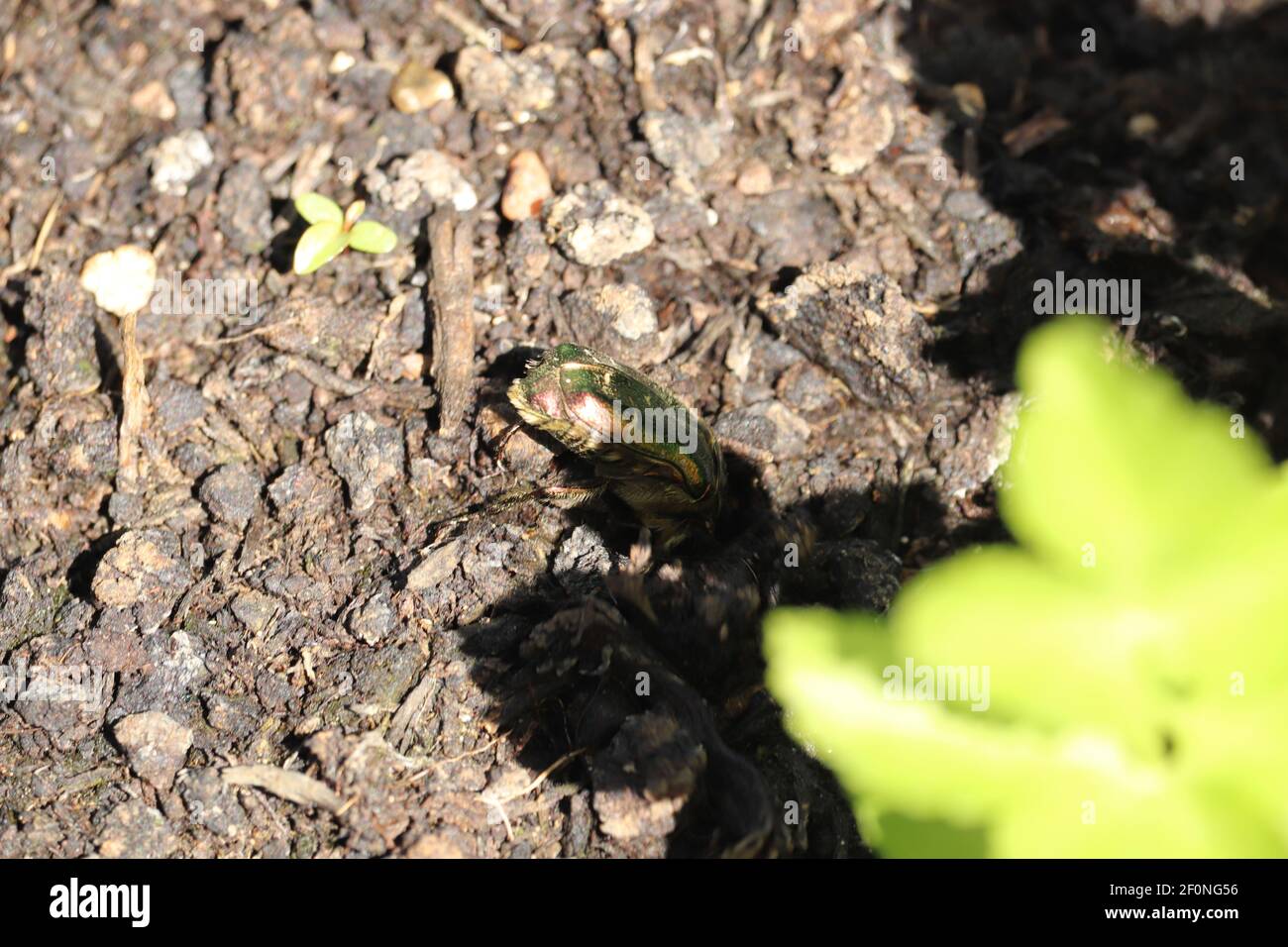 Insects Rural Rural insects hi-res stock photography and images - Alamy