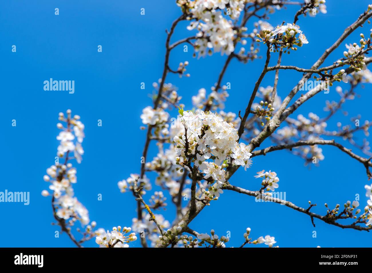 Closeup grass under sunlight hires stock photography and images Alamy