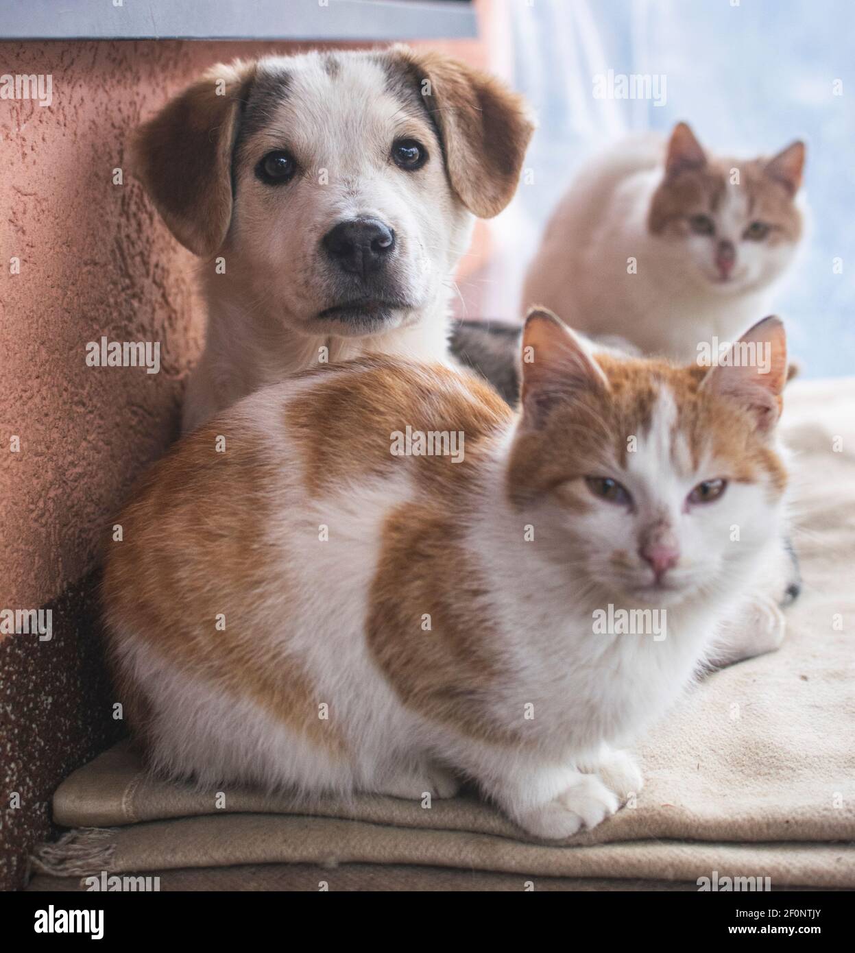 Can Dogs And Cats Share Colds