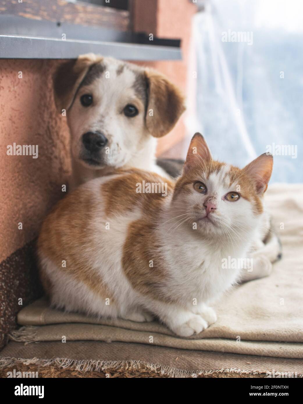 How Do You Warm Up A Cold Dog