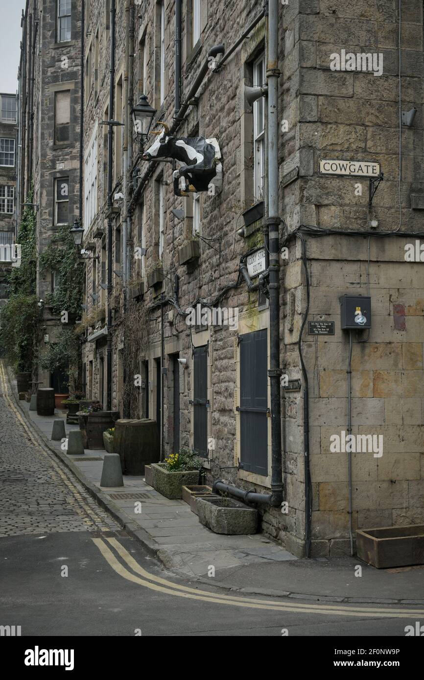 Edinburgh Cowgate Cow High Resolution Stock Photography And Images Alamy