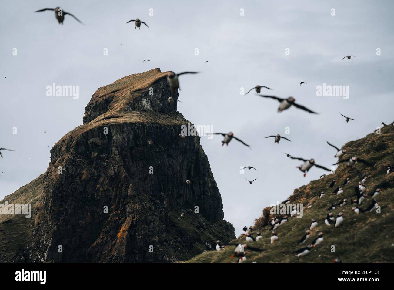 Puffins at the Mykines Island, part of the Faroe Islands in the North Atlantic ocean. Stock Photo