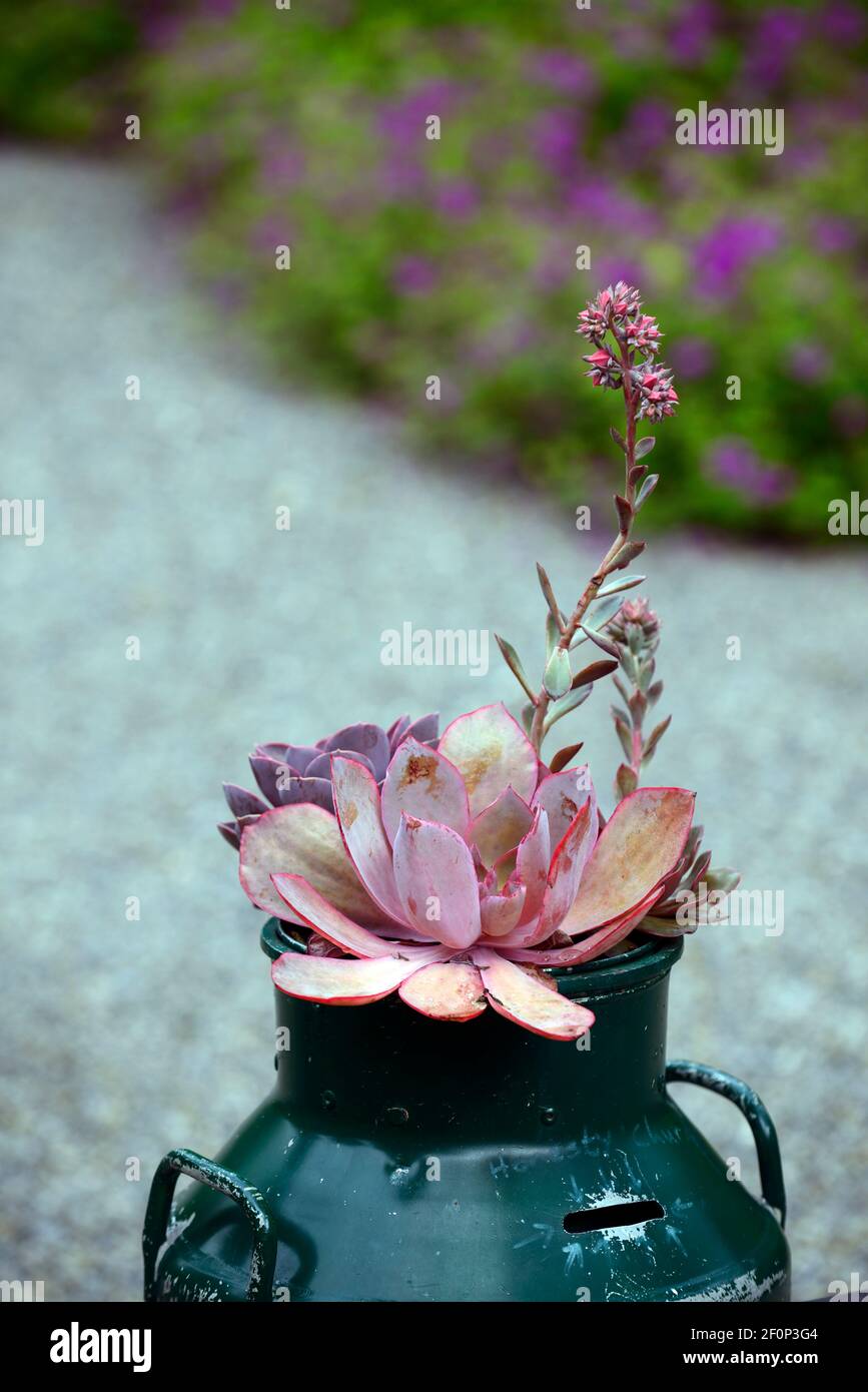 echeveria agavoides, succulent,succulents,flower,flowering spike,spikes,Fleshy leaved,rosettes, clustering, plant,alpine,alpines,unusual container,unu Stock Photo
