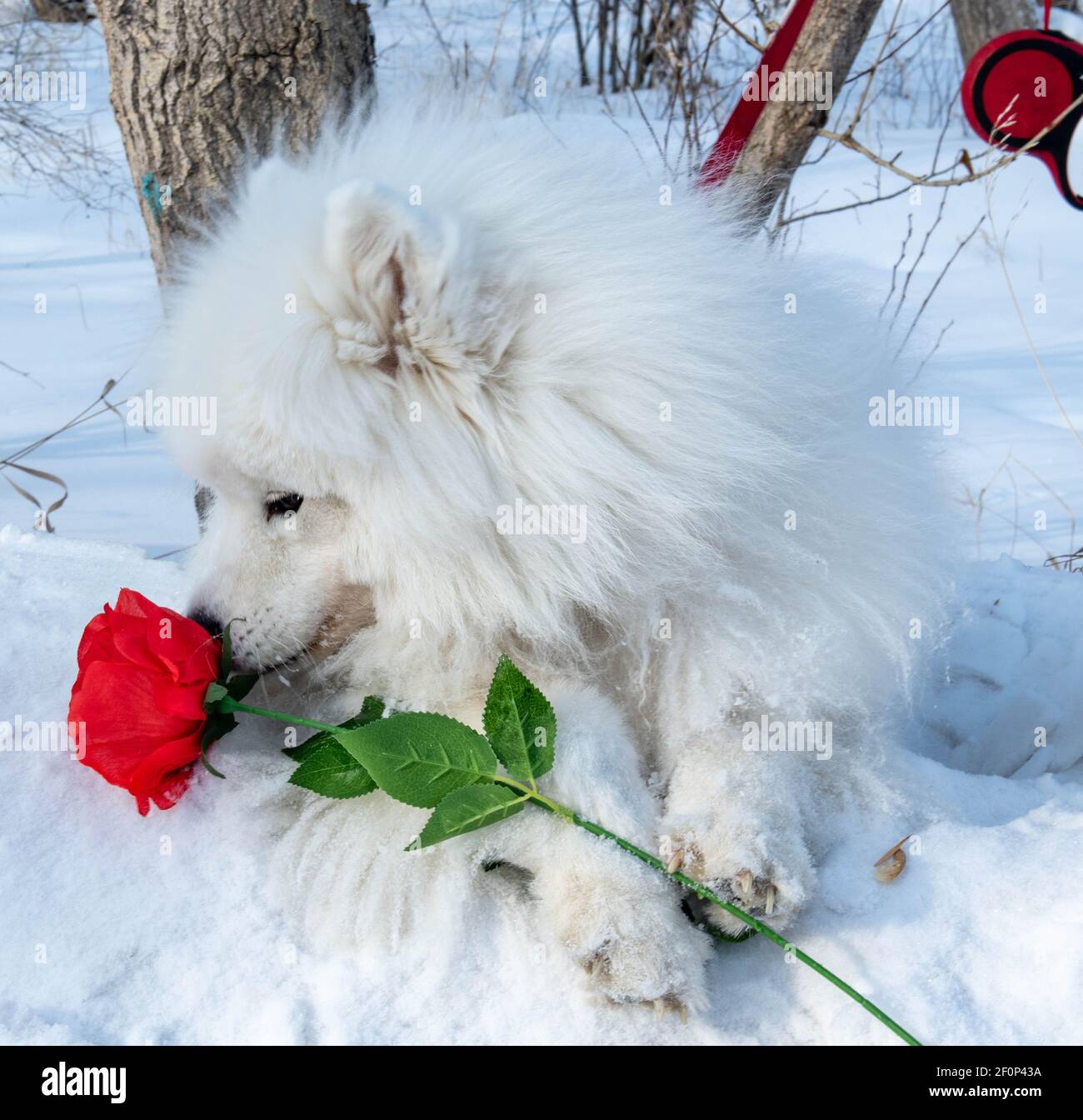 White dog with red rose for International Women's Day Stock Photo