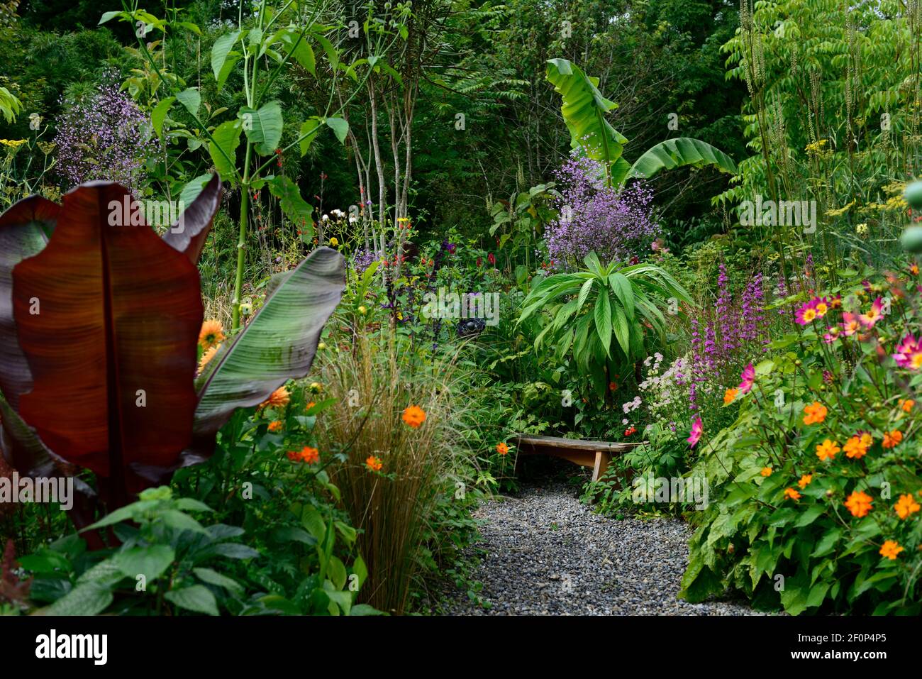 echium,leaves,foliage,Thalictrum delavayi, astrantia bo ann,ensete ventricosum maurelii,meadow rue,monarda,lythrum, purple, lilac, flower, flowers, fl Stock Photo