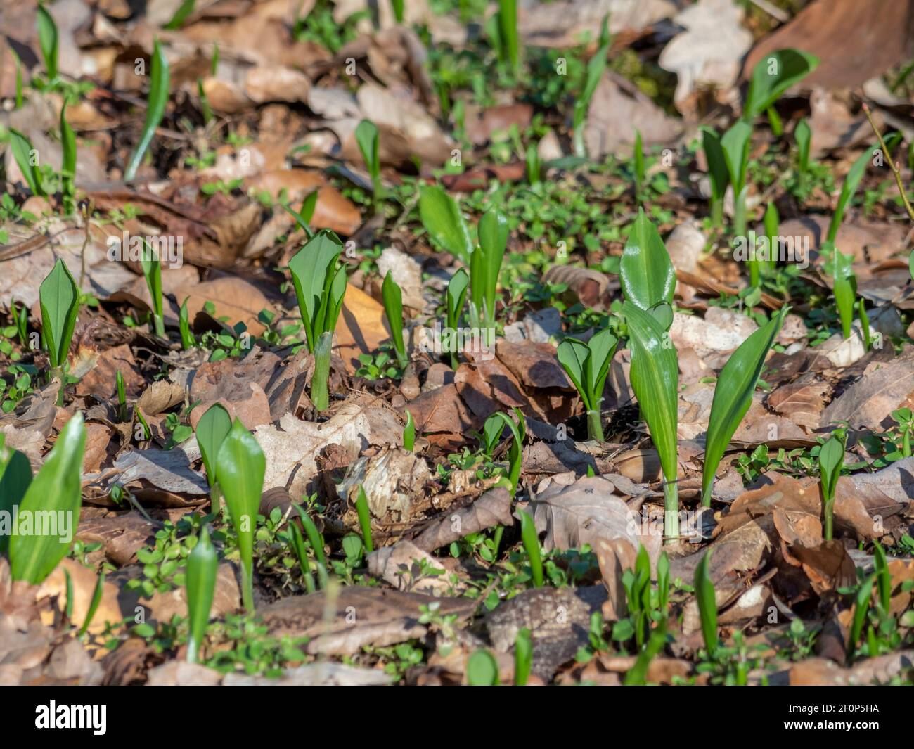 Allium ursinum, known as wild garlic, ramsons, buckrams, broad-leaved garlic, wood garlic, bear leek or bear's garlic , an intresting photo Stock Photo