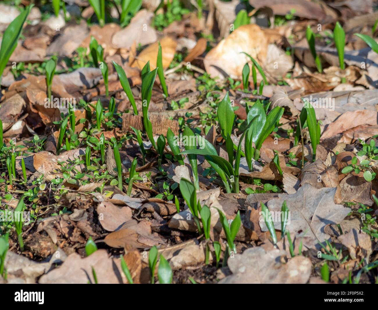 Allium ursinum, known as wild garlic, ramsons, buckrams, broad-leaved garlic, wood garlic, bear leek or bear's garlic , an intresting photo Stock Photo