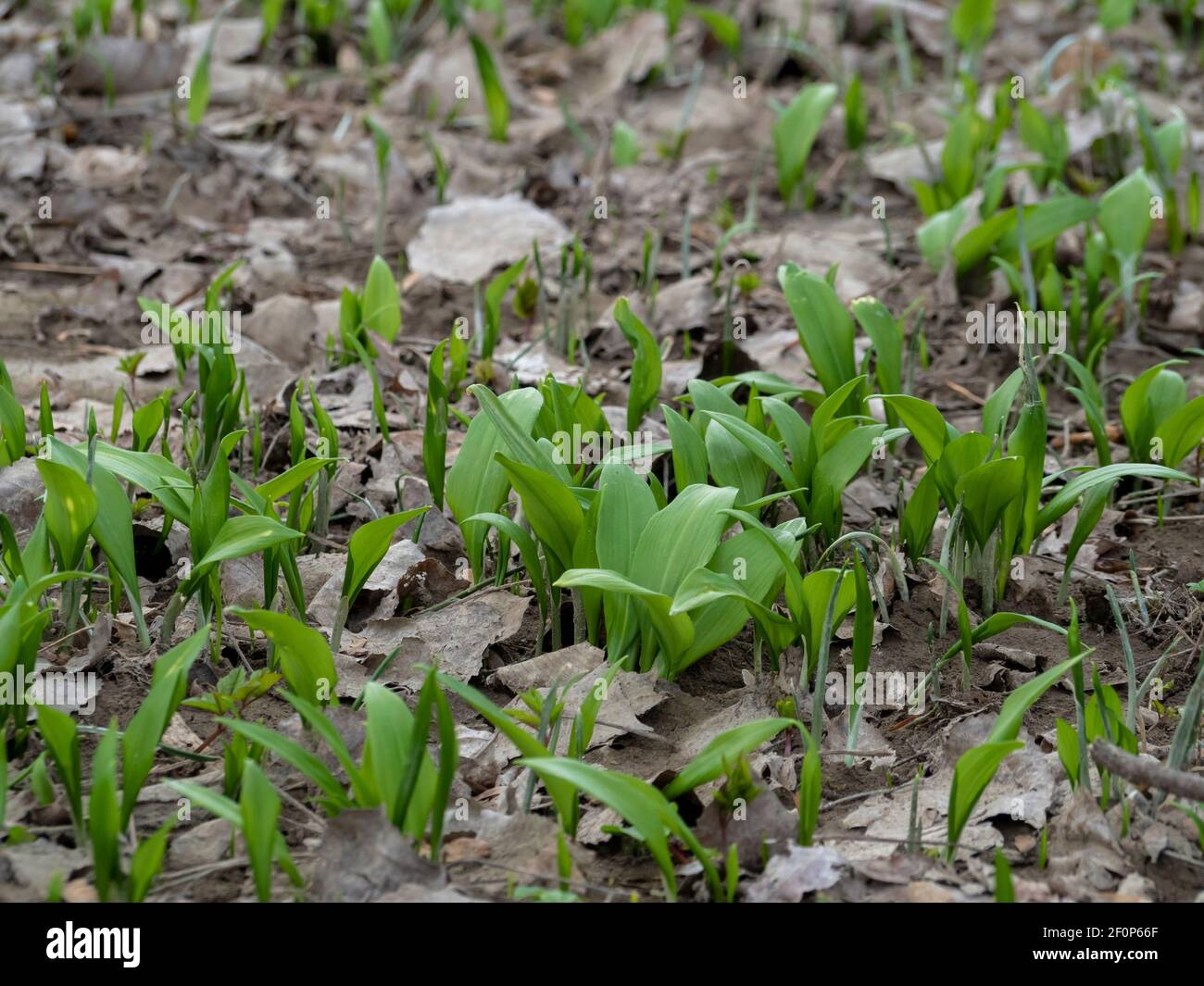 Allium ursinum, known as wild garlic, ramsons, buckrams, broad-leaved garlic, wood garlic, bear leek or bear's garlic , an intresting photo Stock Photo