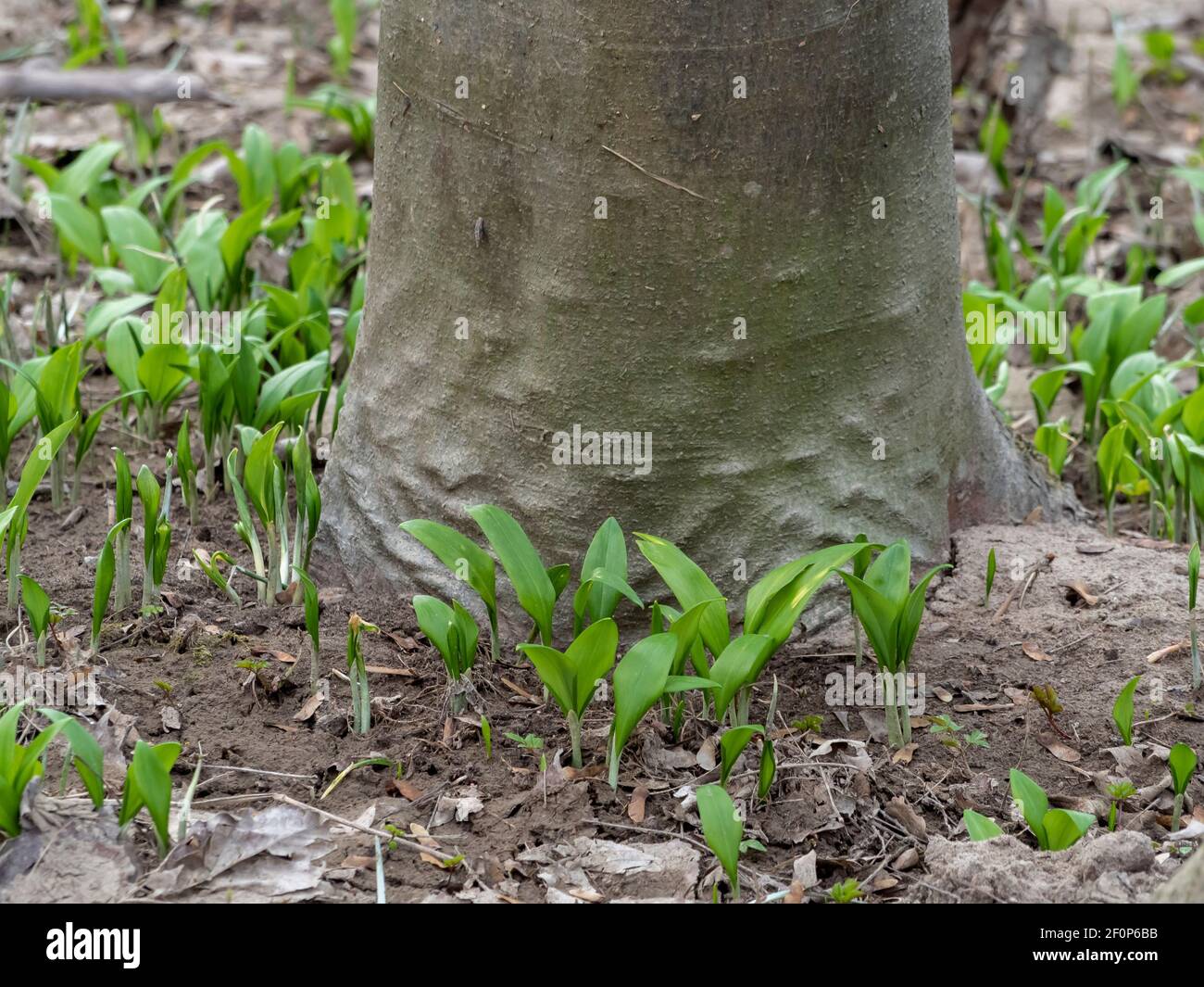 Allium ursinum, known as wild garlic, ramsons, buckrams, broad-leaved garlic, wood garlic, bear leek or bear's garlic , an intresting photo Stock Photo