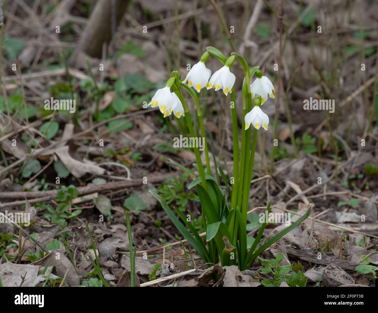 Leucojum vernum, called spring snowflake, is a perennial bulbous ...
