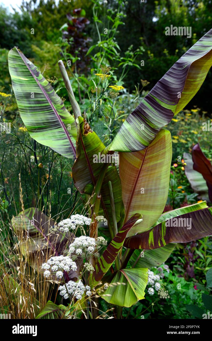 Musa sikkimensis Bengal Tiger,Chionochloa rubra,Bengal Tiger Sikkim Banana,tropical planting scheme,striped leaves,striped foliage,camouflage leaves,c Stock Photo