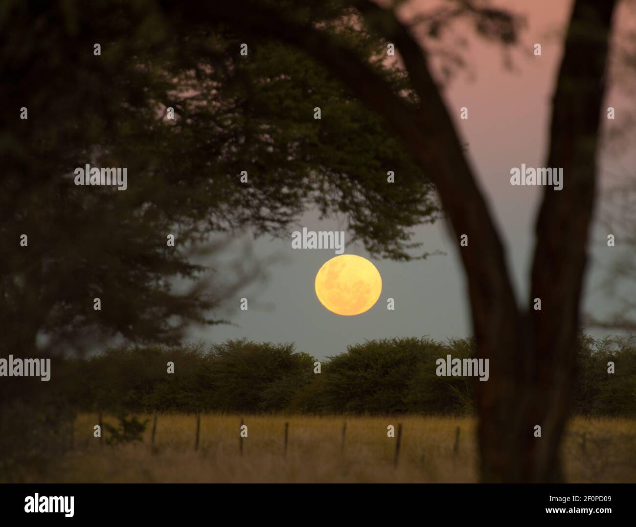 full moon floating in night sky in Namibia Africa with tree and bush silhouetted against blue and pink sunset sky on African family holiday travel Stock Photo