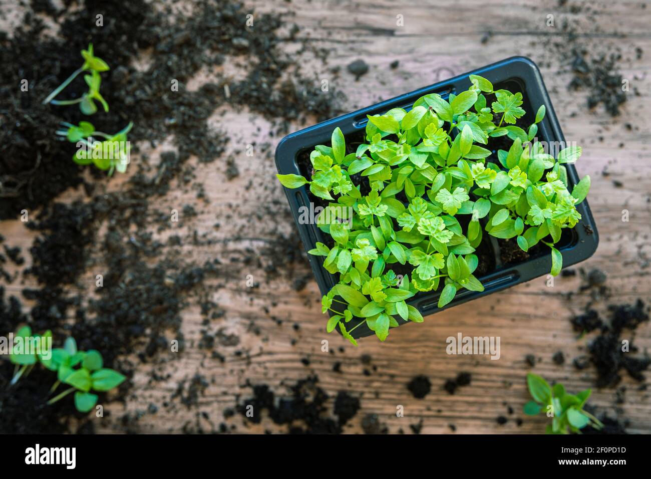 Seedlings of home grown parsley seen from above. In a box container, on a wooden table. Spring time indoors preparations for the home gardening season Stock Photo