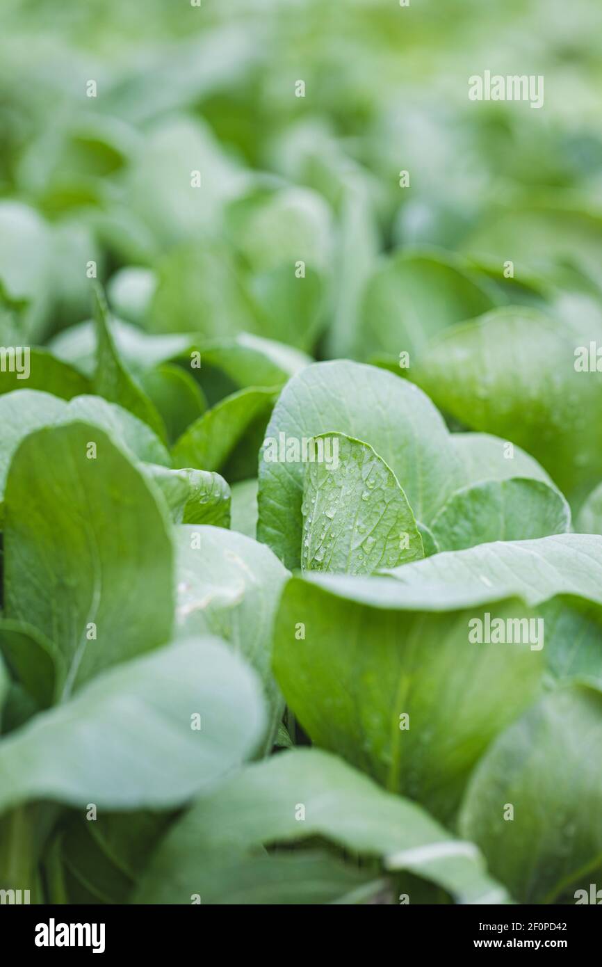 Planted pak choy, pak choi or bok choy. Asian chinese cabbage. Homegrown in a boxed garden. Close up full frame background. Stock Photo