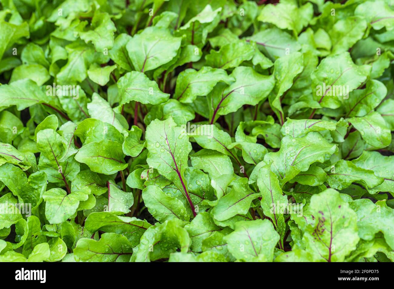 Fresh baby beet leaves outdoors. Background full frame fresh food gardening homegrown produce. Stock Photo