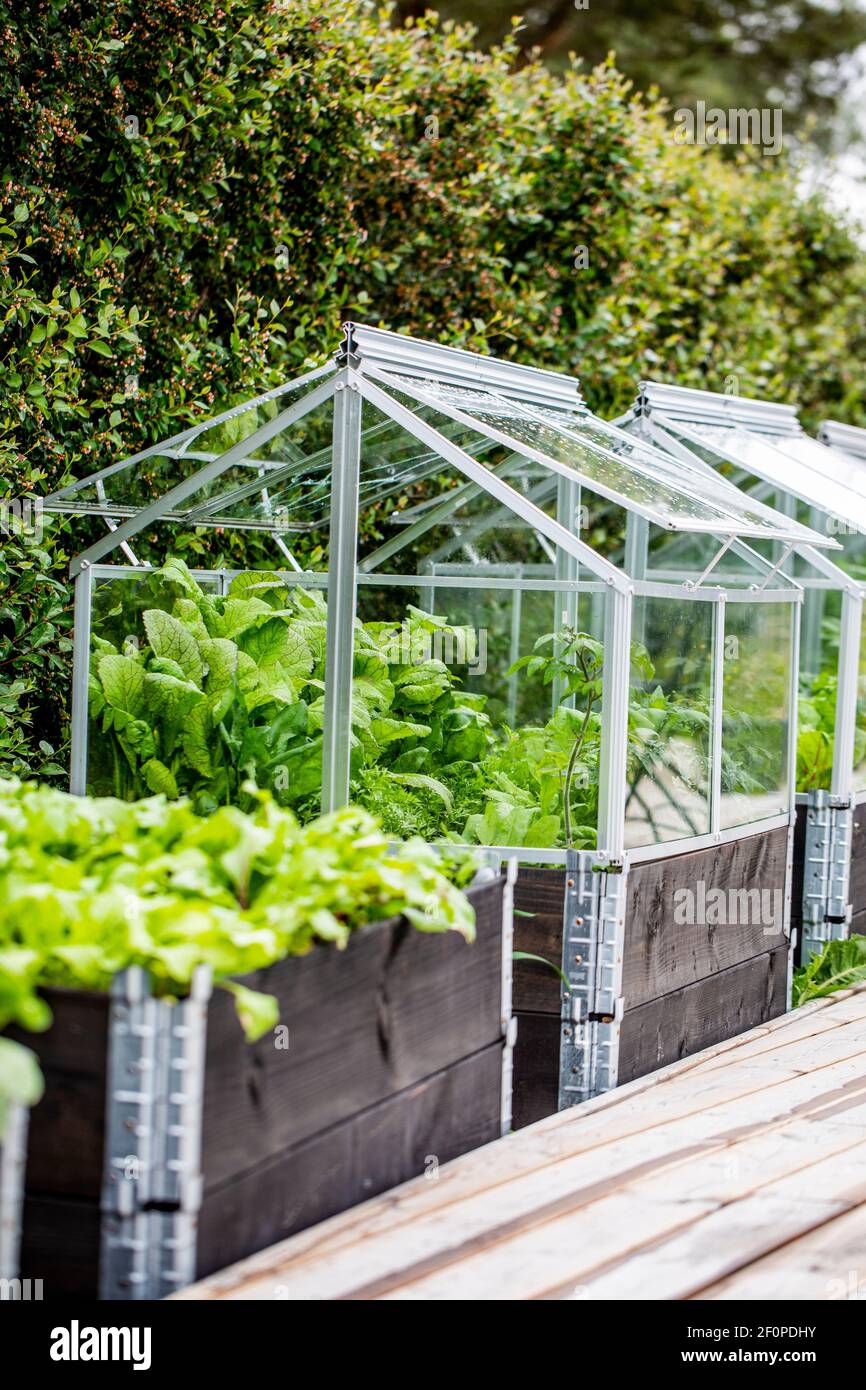 Boxed raised vegetable garden on pallet collars with fitted glass greenhouse on top. Mustad red oriental salad, tomato plants and carrots are seen in Stock Photo
