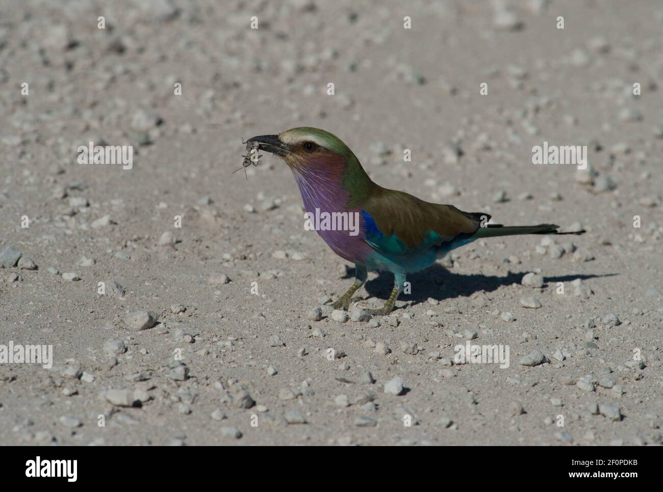 lilac breasted roller or Coracias caudata, with bug in beak standing on ground found on jeep safari in Etosha National Park  in Namibia Africa travel Stock Photo
