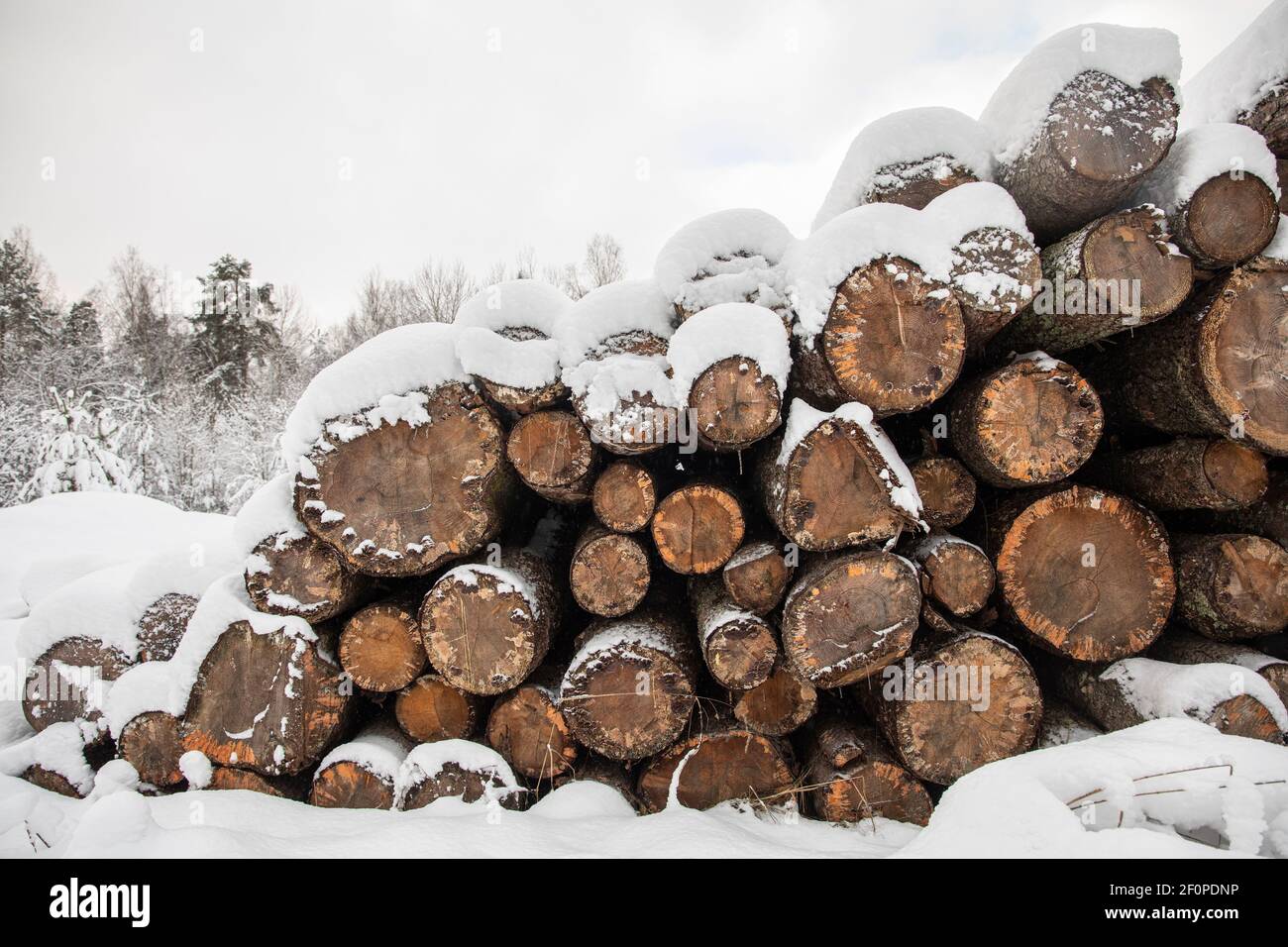 A large pile of stacked logs outdoors. The wood is piled outdoors in a snowy  winter landscape. With copy space room for text. Stock Photo