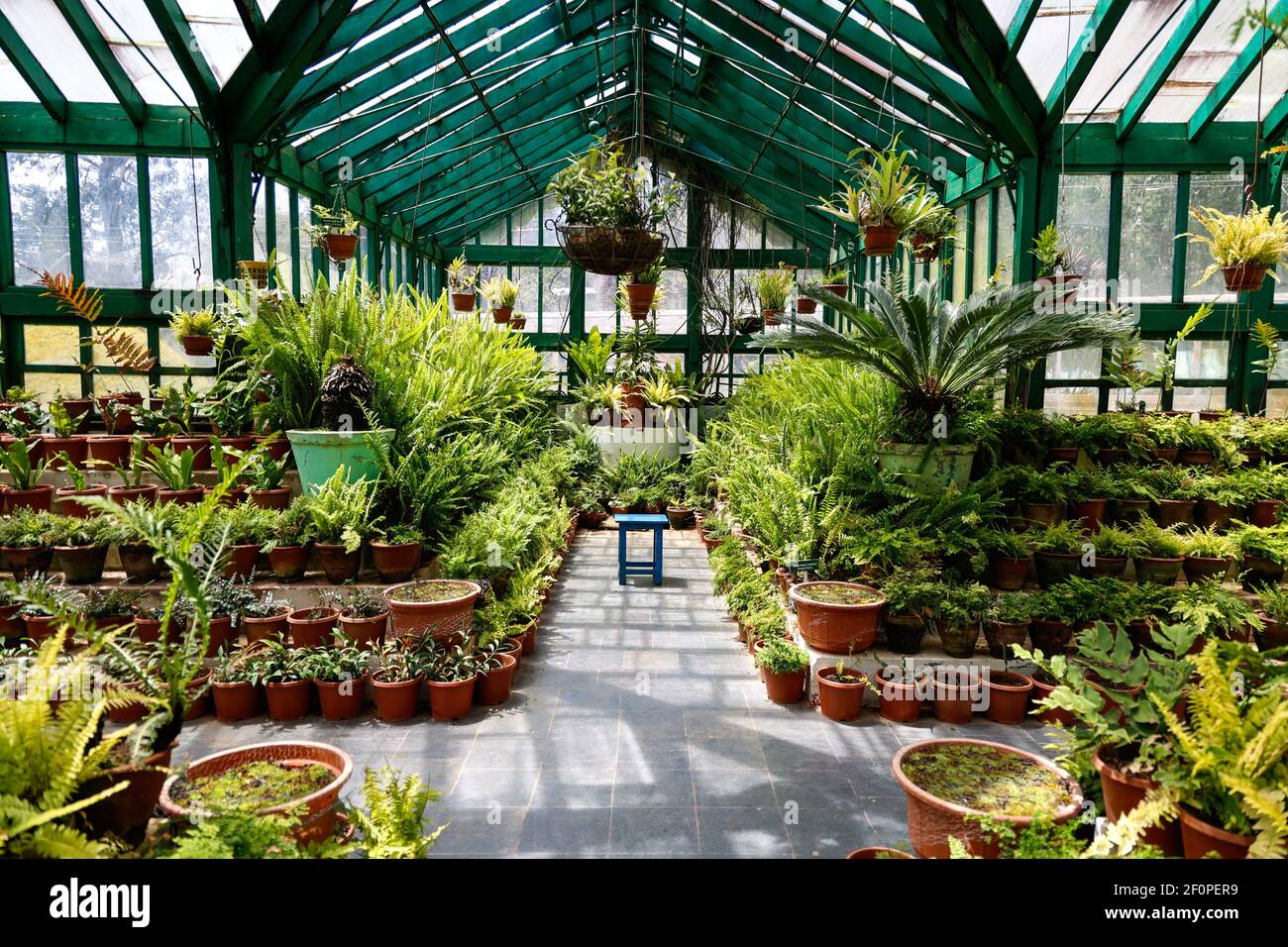 Fern house at Government Botanical Gardens, Ooty, Tamil Nadu, India Stock Photo