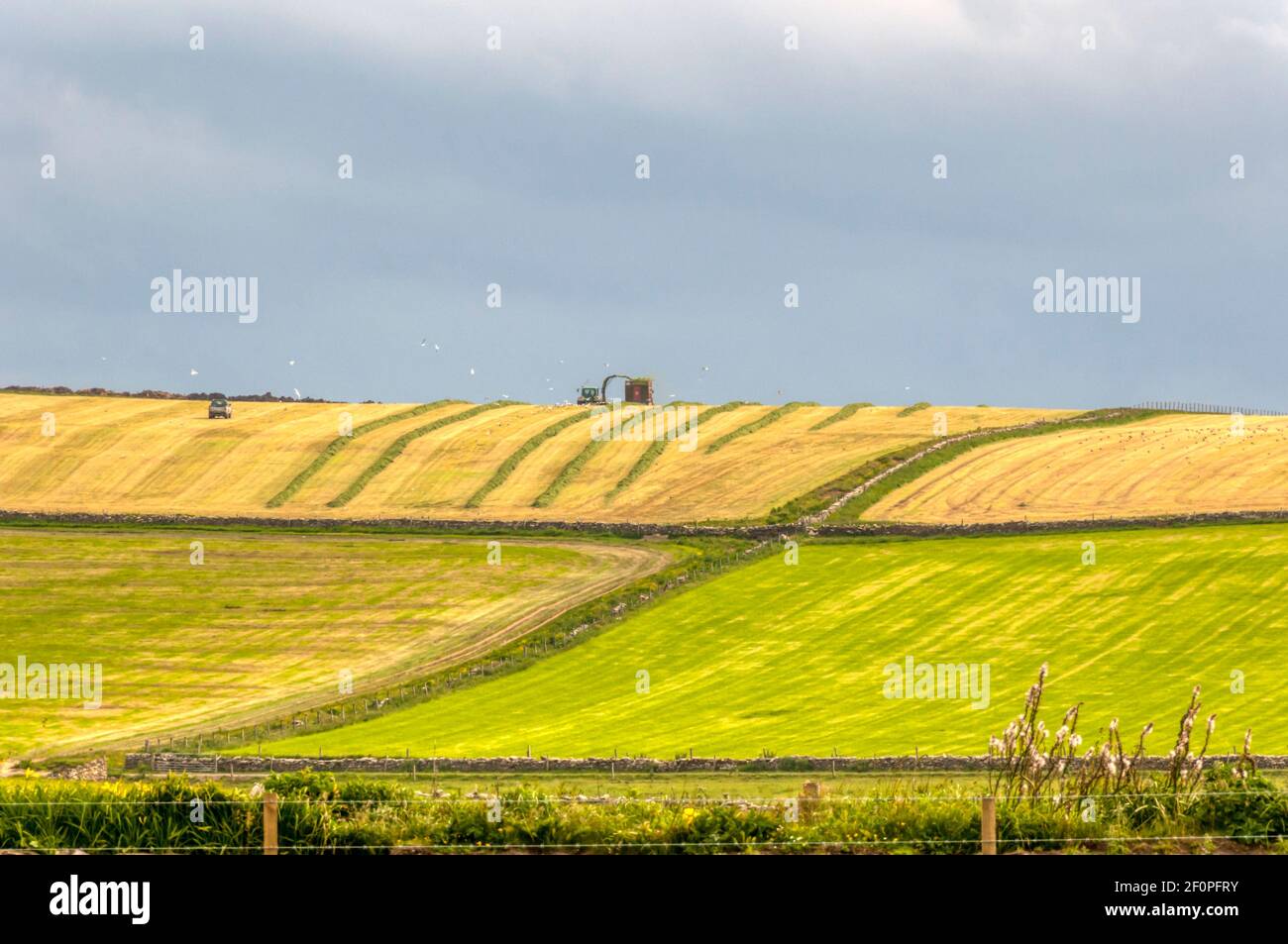 Forage harvesting near Yesnaby, Mainland, Orkney. Stock Photo