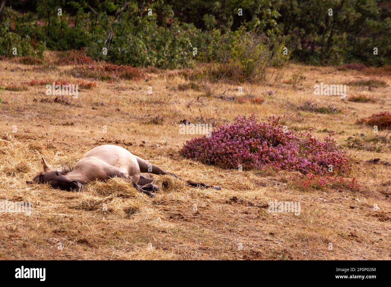 A white horse relaxing in the grass on a sunny day Stock Photo - Alamy