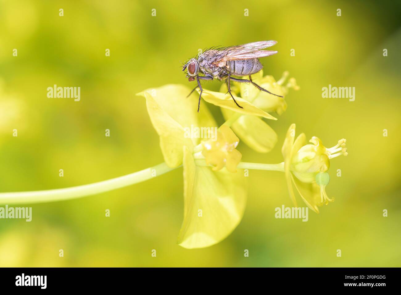 Delia Radicum - The Cabbage Root Fly Resting On Marsh Spurge - Euphorbia Palustris Stock Photo