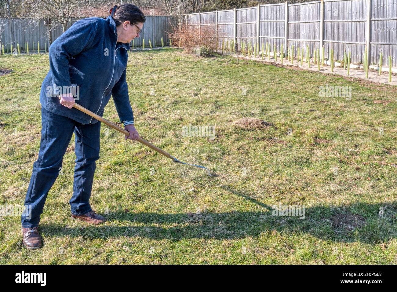 Woman raking area of rough grassland or meadow using a spring tine rake to remove moss & thatch. Stock Photo