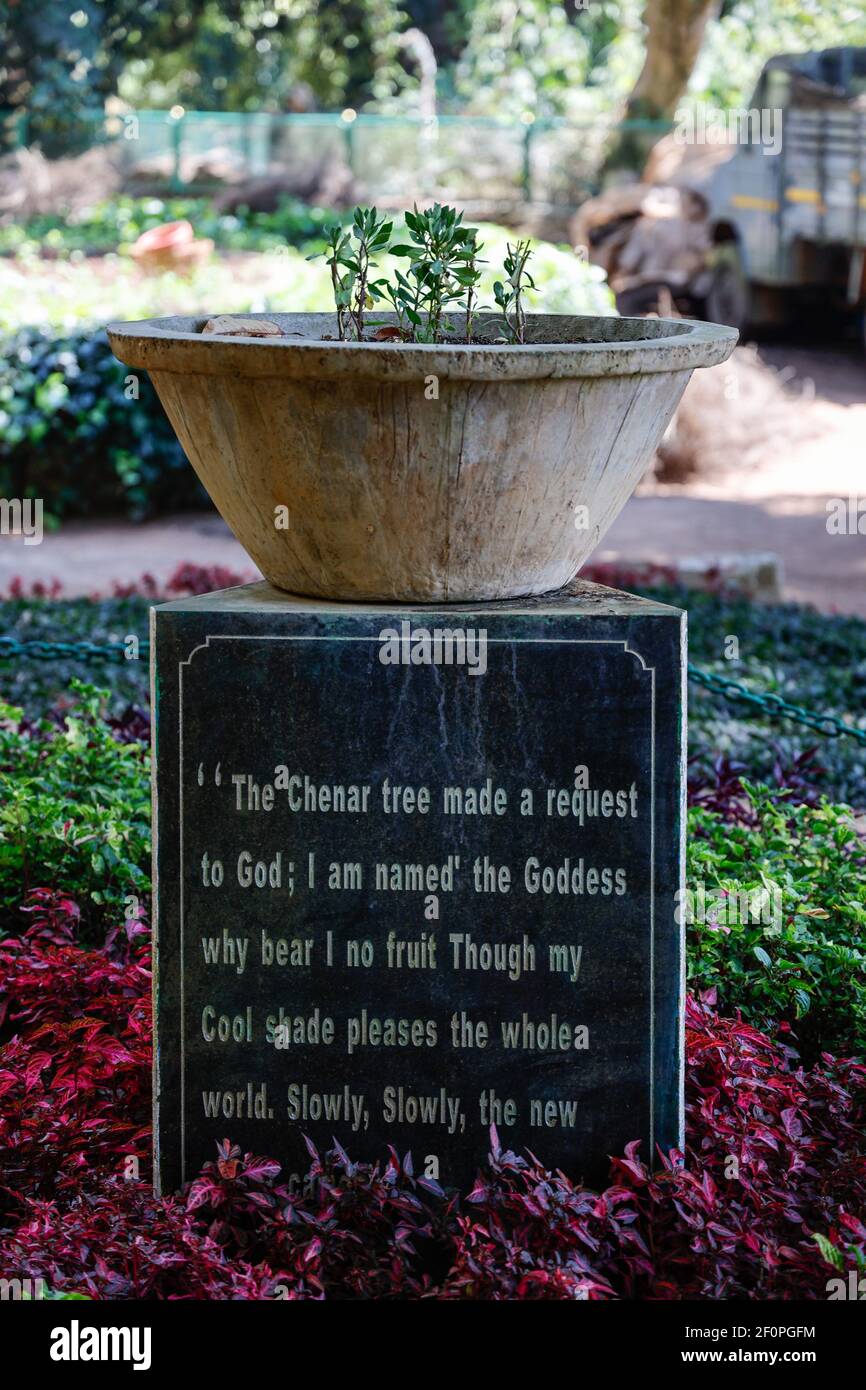 Chinar tree sapling with a beautiful quote at Government Botanical Gardens, Ooty, Tamil Nadu, India Stock Photo
