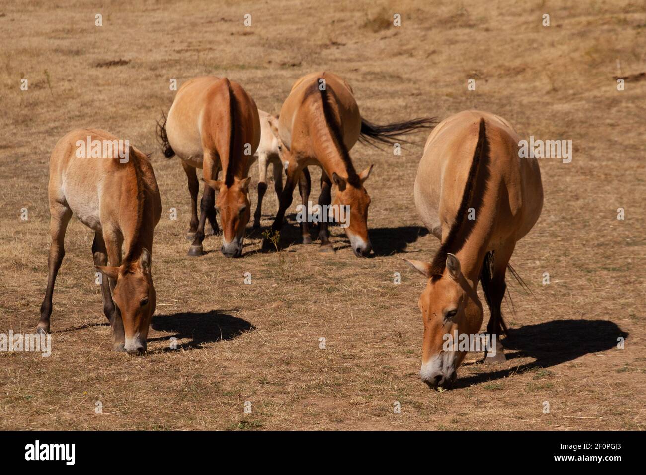 Four brown horses grazing in a brown field on a sunny day Stock Photo