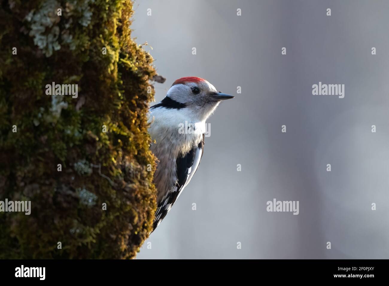 Syrian woodpecker Male Dendrocopos syriacus Portrait Stock Photo