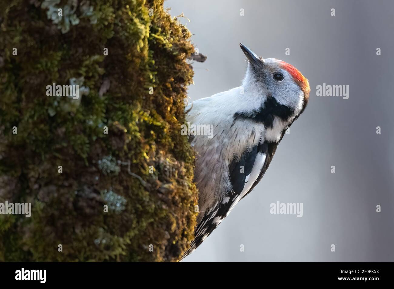 Syrian woodpecker Male Dendrocopos syriacus Portrait Stock Photo