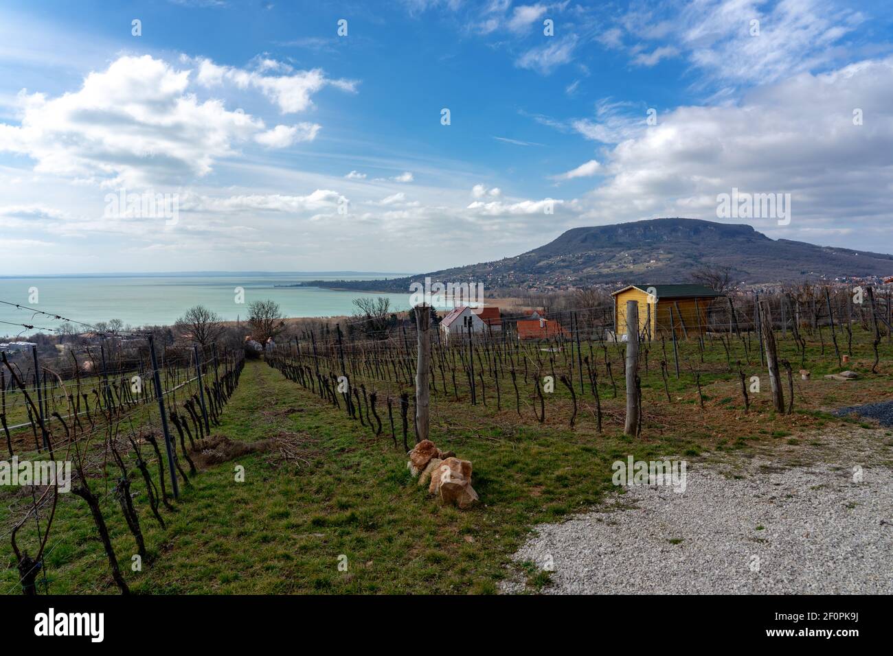 Beautiful view ot the Badacsony hill next to the Lake Balaton from above with an vineyard Stock Photo
