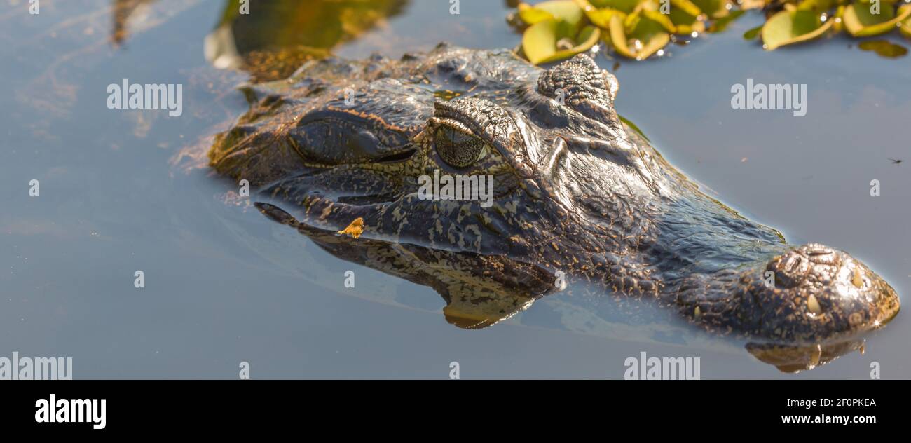 Brazilian Wildlife: Head of a Caiman in water of the Rio Claro looking out of the water on the Transpantaneira in the Pantanal, Mato Grosso, Brazil Stock Photo