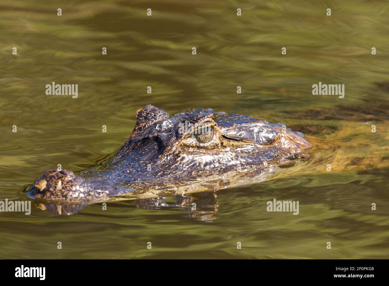 Head of southern spectacled caiman in the northern Pantanal in Mato Grosso, Brazil Stock Photo