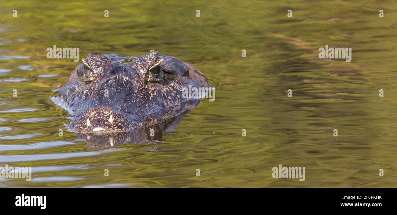 A caiman looking straight into the camera in the Rio Claro in the northern Pantanal in Mato Grosso, Brazil Stock Photo