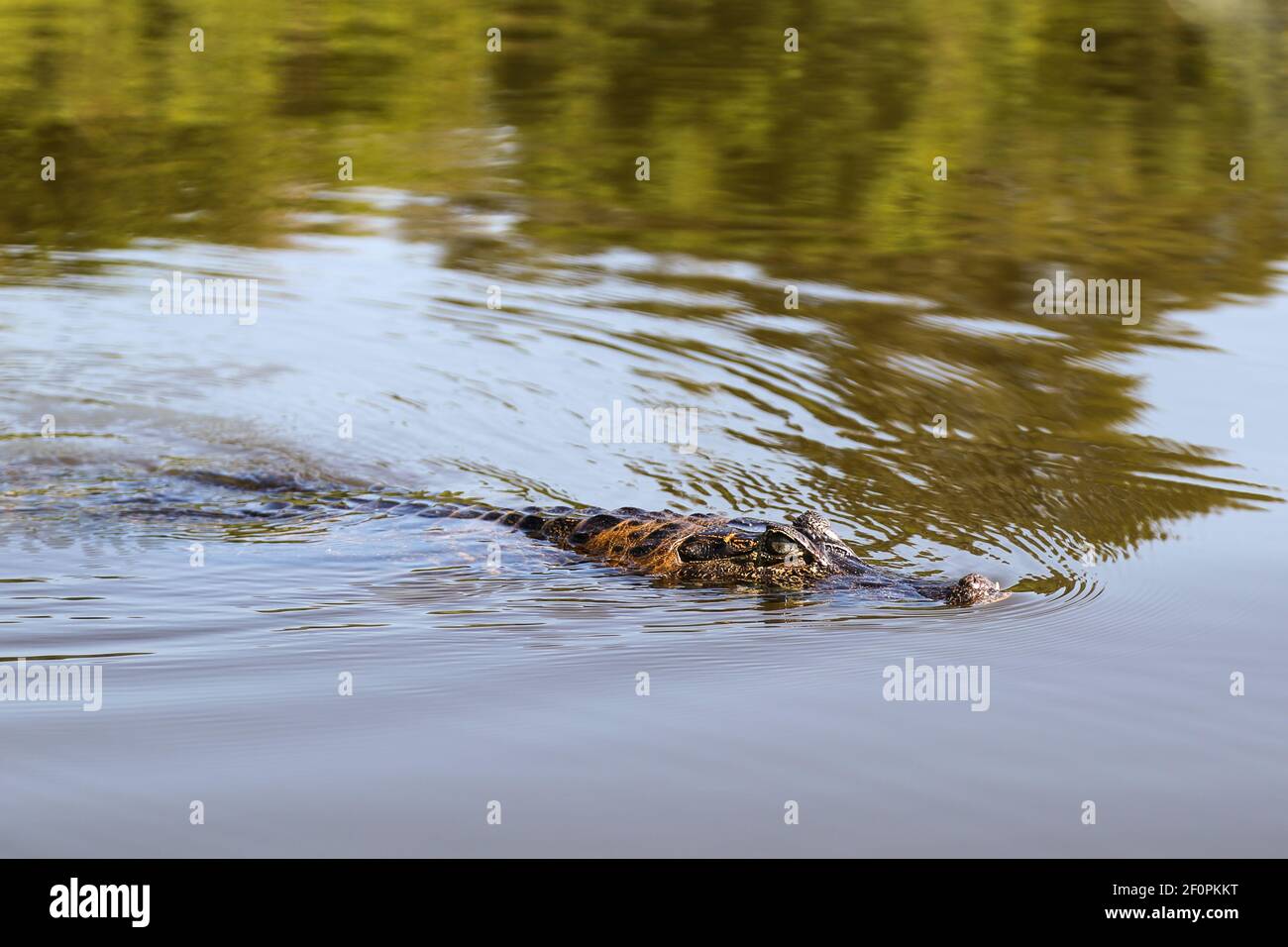 Brazilian Wildlife: A swimming caiman in the Pantanal in Mato Grosso, Brazil Stock Photo