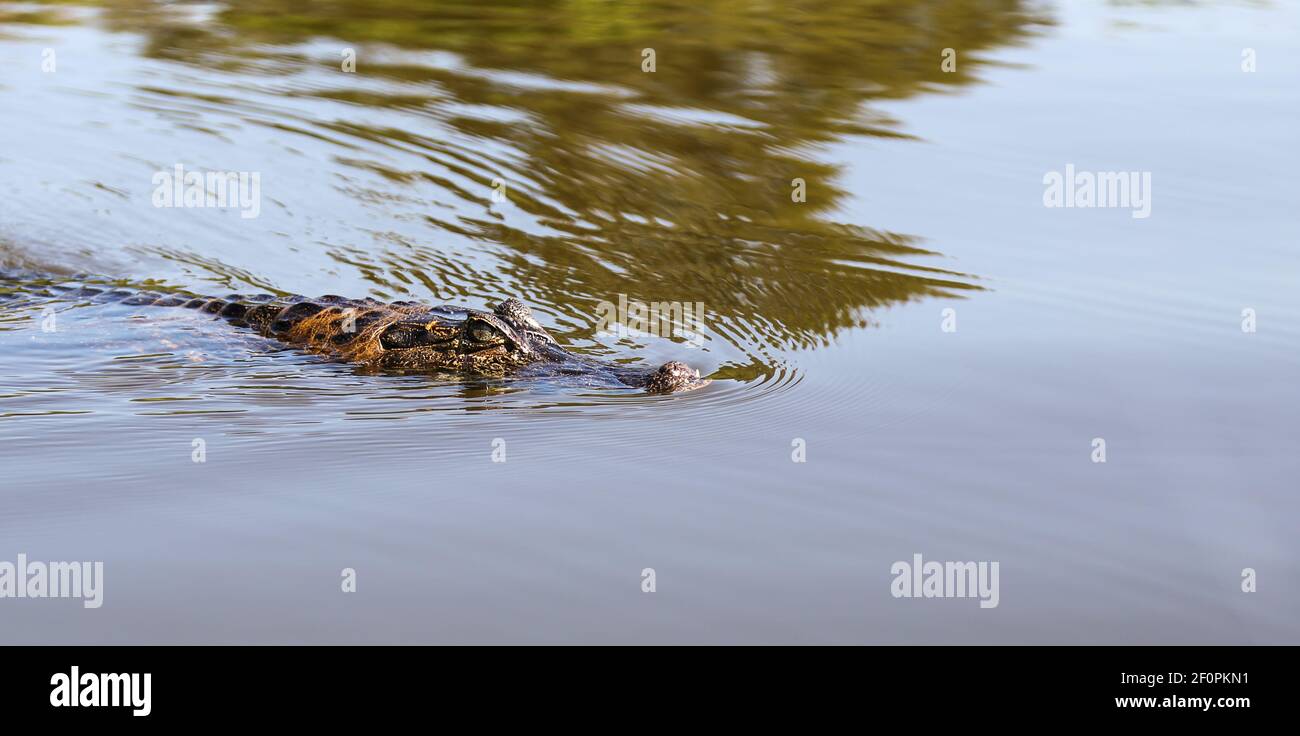 Caiman, almost completely under water, in the northern Pantanal in Mato Grosso, Brazil Stock Photo