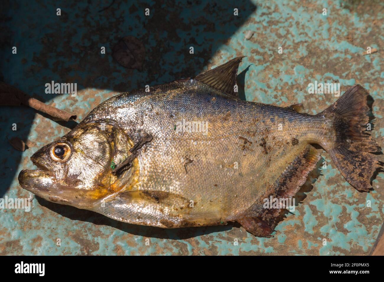 Piranha caught in a river in the northern Pantanal in Mato Grosso, Brazil Stock Photo