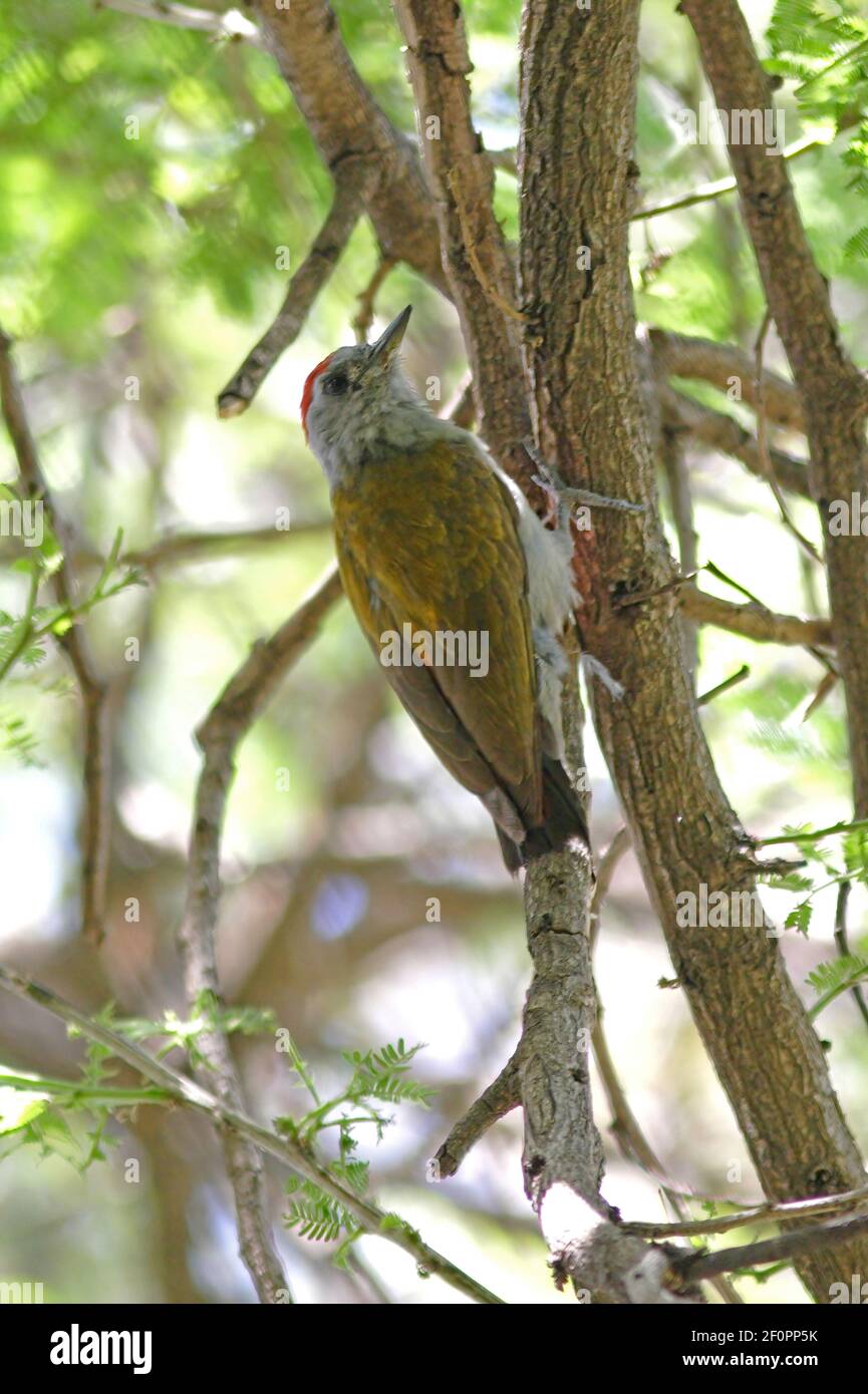 Grey-headed Woodpecker (Dendropicos spodocephalus spodocephalus) male on thin branch Ethiopia               April Stock Photo