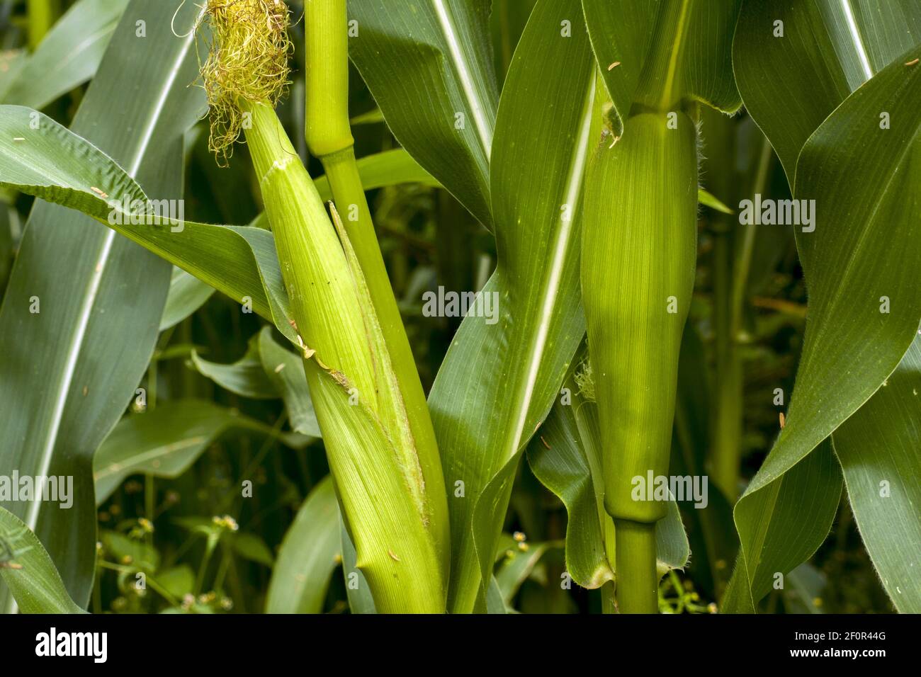Young, unripe corn growing on a bush in a cornfield. Corn has hard and