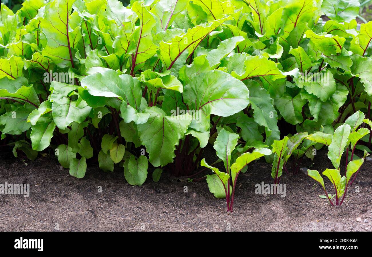 Beet leaf.  Green young leaves of beetroot growing in a vegetable garden, close up.  Growth beetroots (Beta vulgaris). Stock Photo