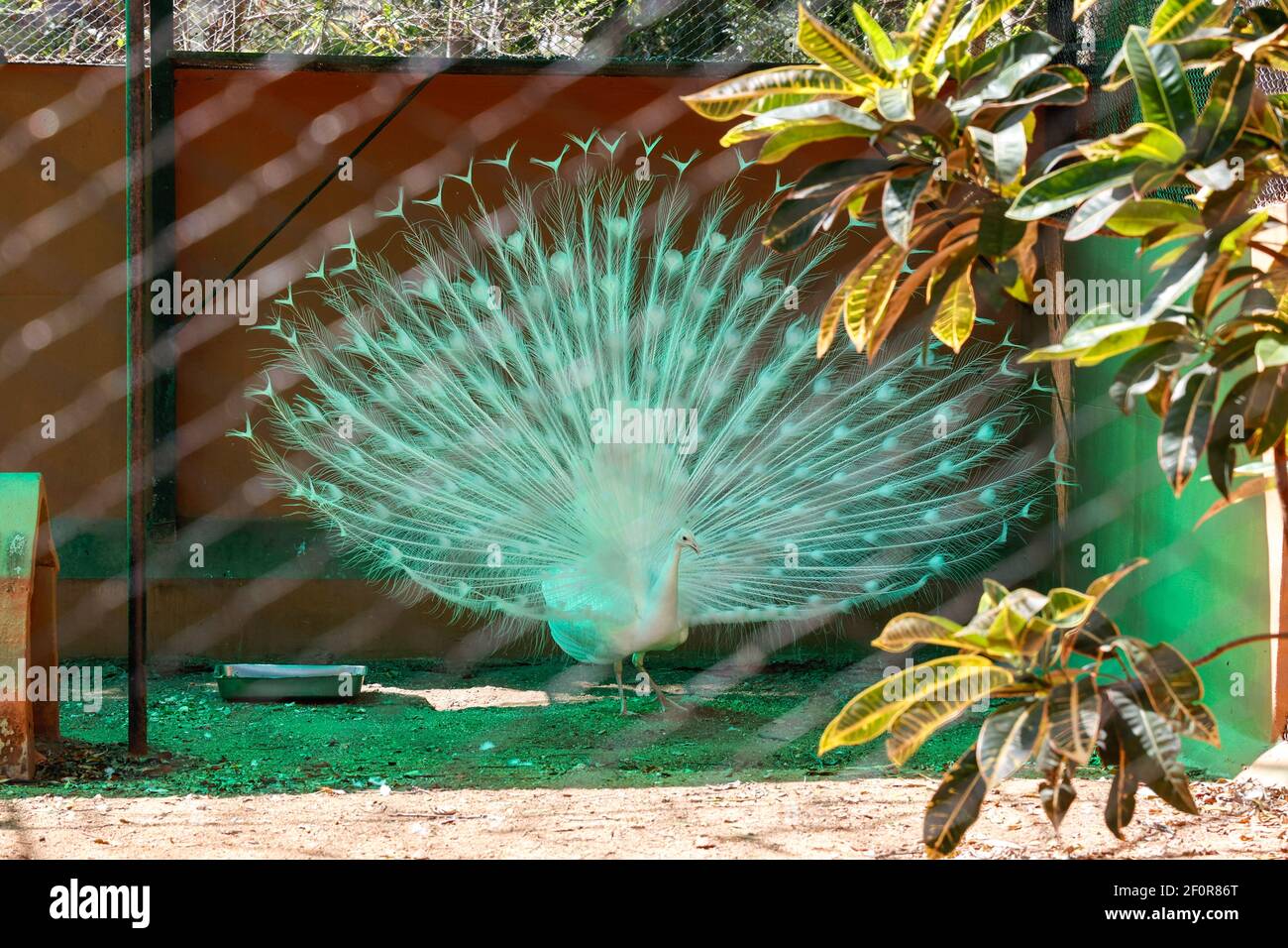 Indian blue peafowl at Mysore Zoo, Mysuru, Karnataka, India Stock Photo