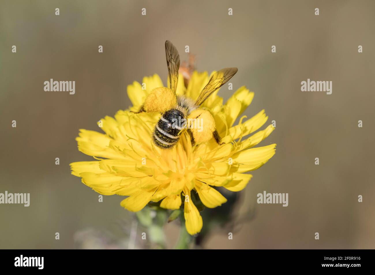 Pantalon bee (Dasypoda hirtipes), female, Lower Saxony, Germany Stock Photo