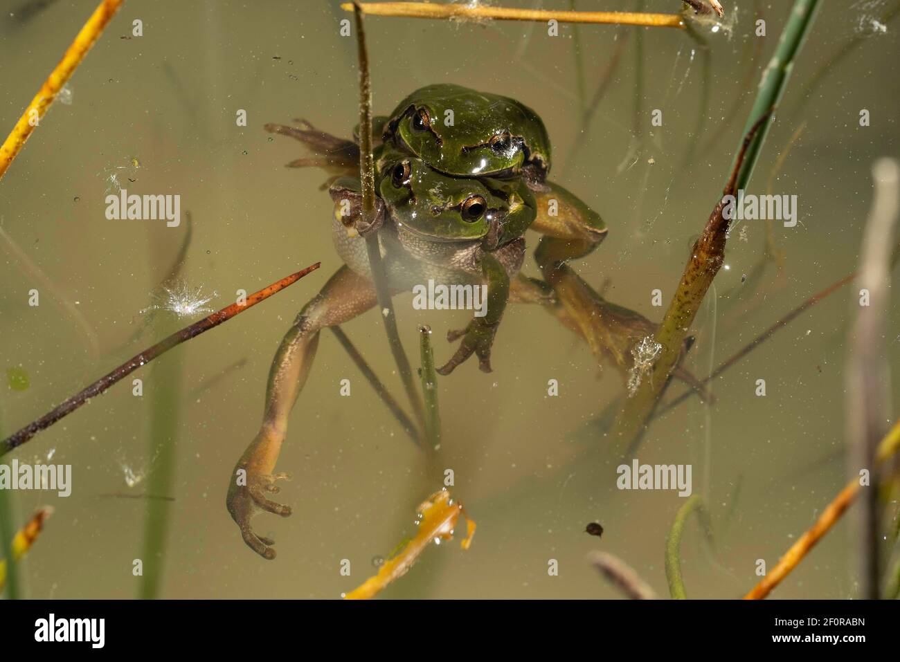 Amplexus European tree frog (Hyla arborea) pair in amplexus in water, Thuringia ...