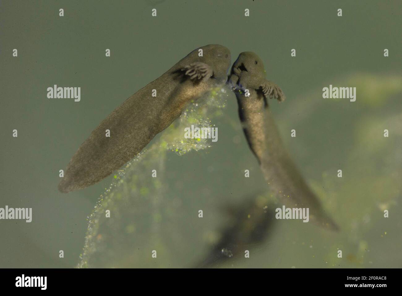 Common frog (Rana temporaria), freshly hatched larvae with visible